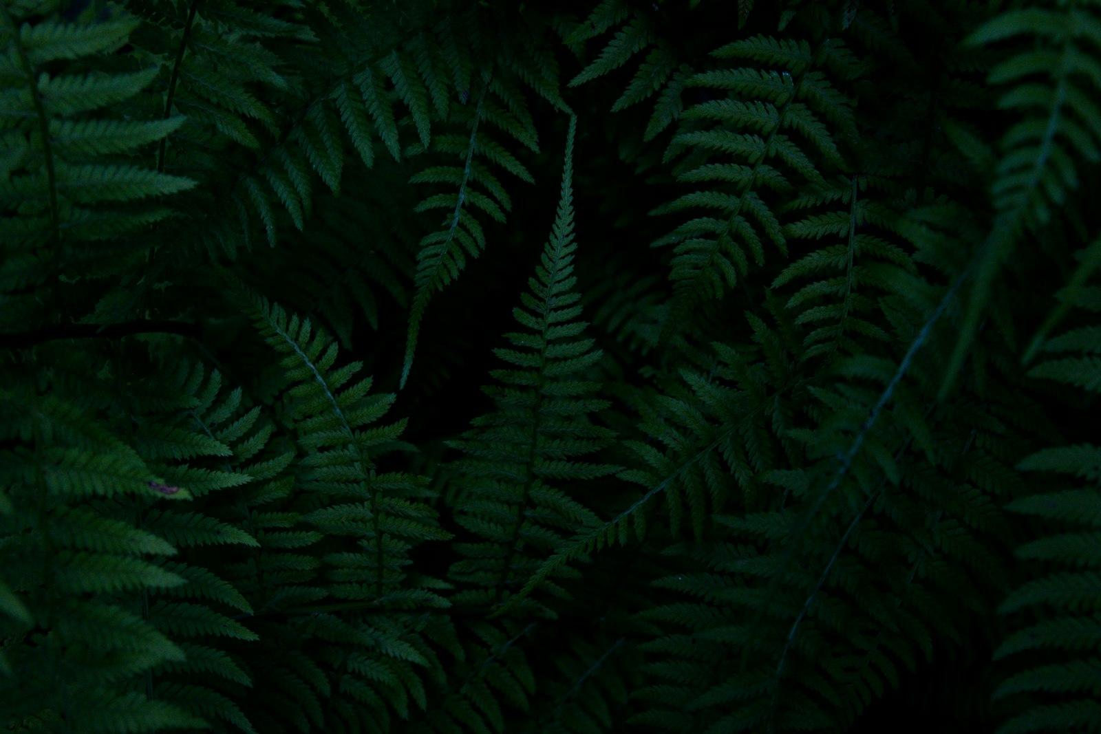 Sigma Cine 18-35mm T2